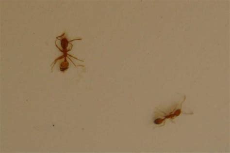 家裡出現 小螞蟻 七彩礦擺放位置